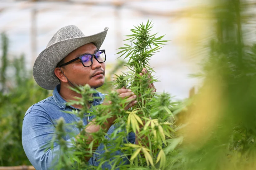 A cannabis farmer checking his plant.