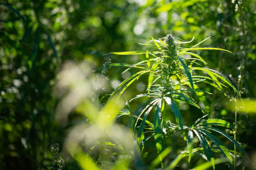 a close up of a plant