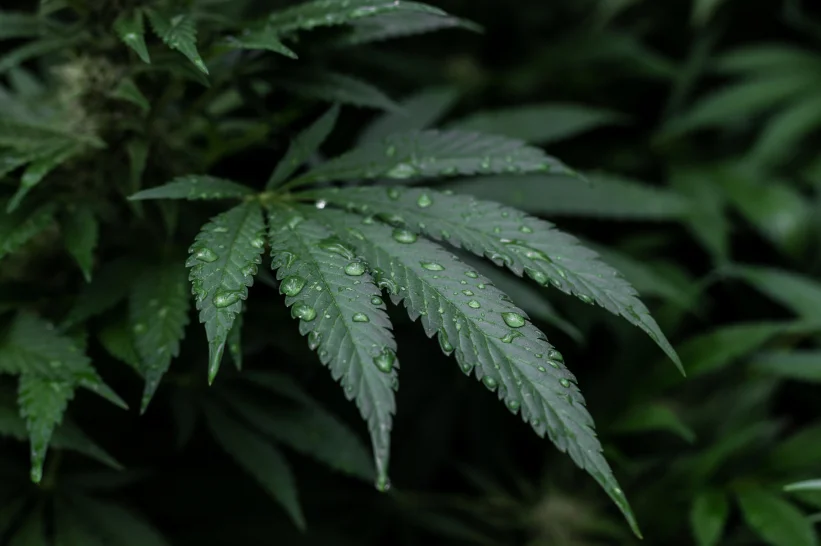 a close up of a marijuana leaf