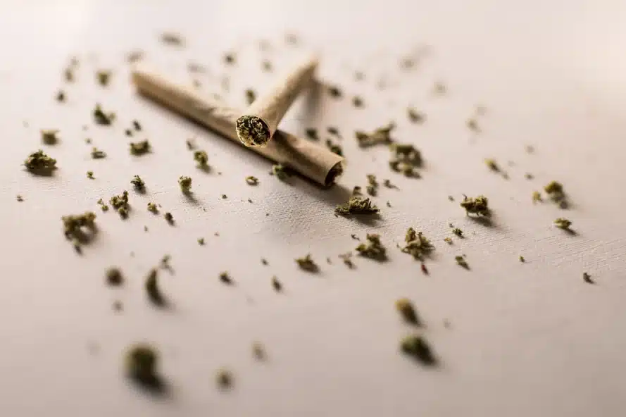 Scattered cannabis and rolled joints